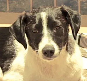 Cachorro raça SRD idade 1 ano nome LUNA