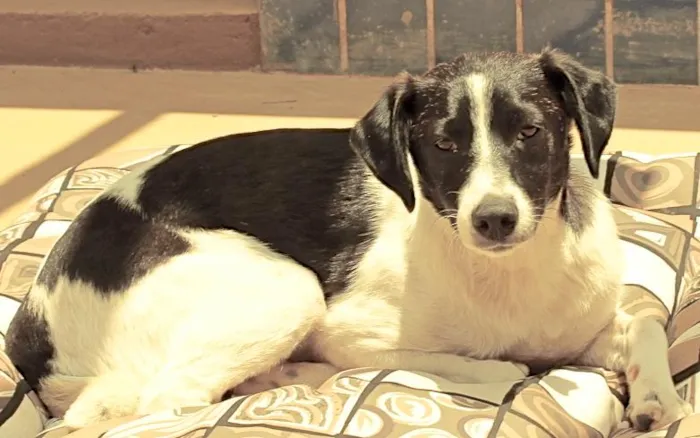 Cachorro ra a SRD idade 1 ano nome LUNA