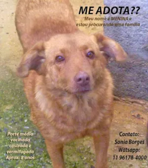 Cachorro raça SRD idade 6 ou mais anos nome MENINA