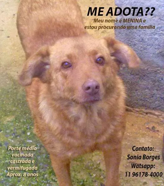 Cachorro ra a SRD idade 6 ou mais anos nome MENINA