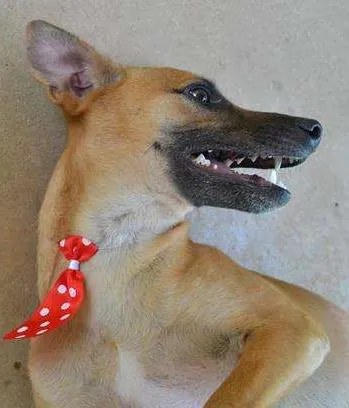 Cachorro ra a SRD idade 1 ano nome MELKinho, 1 ano, do