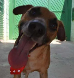 Cachorro raça SRD idade 1 ano nome MELKinho, 1 ano, do