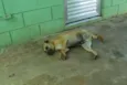 MELKinho, 1 ano, do