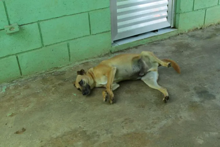 Cachorro ra a SRD idade 1 ano nome MELKinho, 1 ano, do