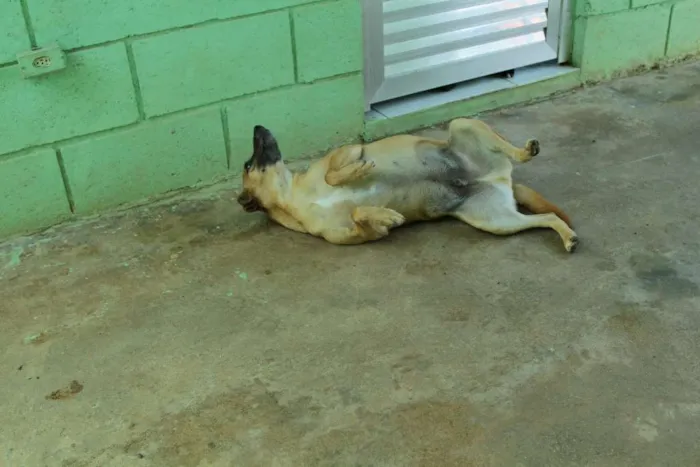 Cachorro ra a SRD idade 1 ano nome MELKinho, 1 ano, do