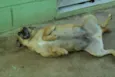 MELKinho, 1 ano, do