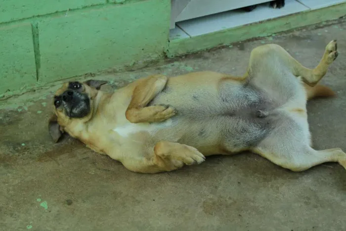 Cachorro ra a SRD idade 1 ano nome MELKinho, 1 ano, do