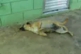 MELKinho, 1 ano, do