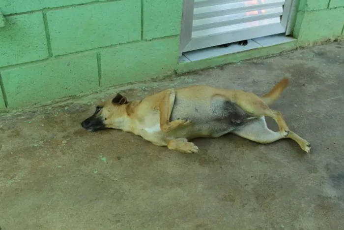 Cachorro ra a SRD idade 1 ano nome MELKinho, 1 ano, do