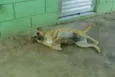 MELKinho, 1 ano, do