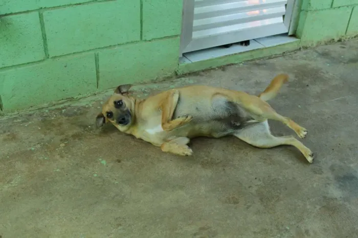 Cachorro ra a SRD idade 1 ano nome MELKinho, 1 ano, do