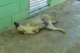 MELKinho, 1 ano, do