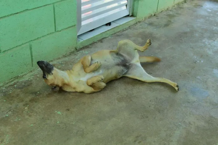 Cachorro ra a SRD idade 1 ano nome MELKinho, 1 ano, do