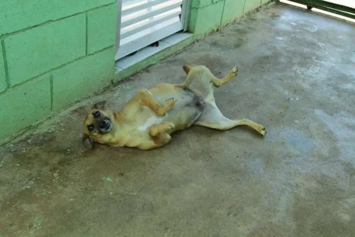 Cachorro ra a SRD idade 1 ano nome MELKinho, 1 ano, do