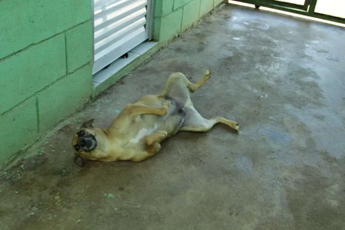 Cachorro ra a SRD idade 1 ano nome MELKinho, 1 ano, do
