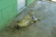 MELKinho, 1 ano, do