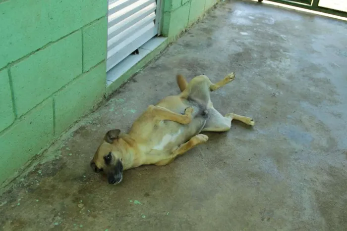 Cachorro ra a SRD idade 1 ano nome MELKinho, 1 ano, do