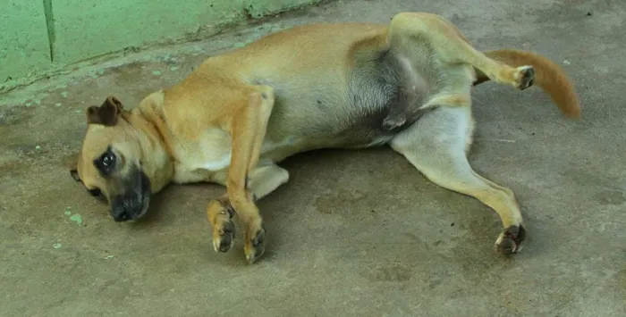 Cachorro ra a SRD idade 1 ano nome MELKinho, 1 ano, do