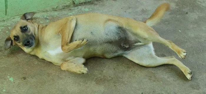 Cachorro ra a SRD idade 1 ano nome MELKinho, 1 ano, do