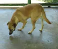 MELKinho, 1 ano, do