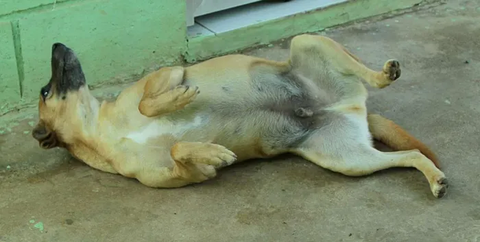 Cachorro ra a SRD idade 1 ano nome MELKinho, 1 ano, do