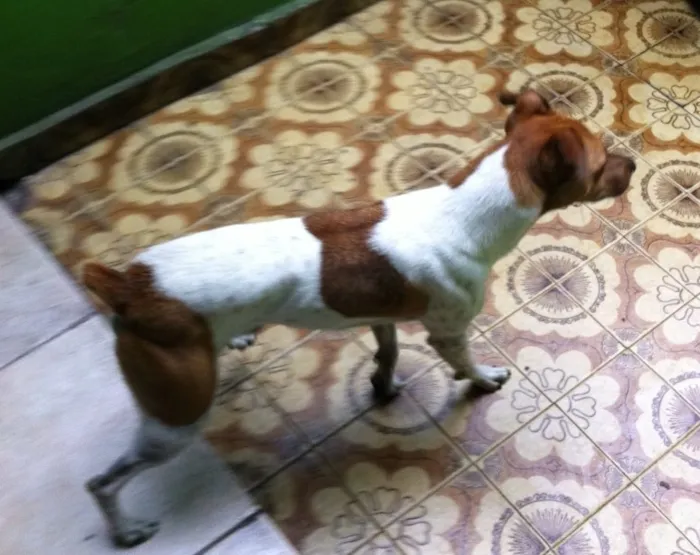 Cachorro ra a Fox Paulistinha  idade 3 anos nome Bob