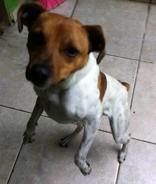 Cachorro ra a Fox Paulistinha  idade 3 anos nome Bob