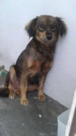 Cachorro ra a sem raça definida idade 2 anos nome Marrom