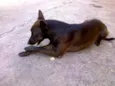 Beta