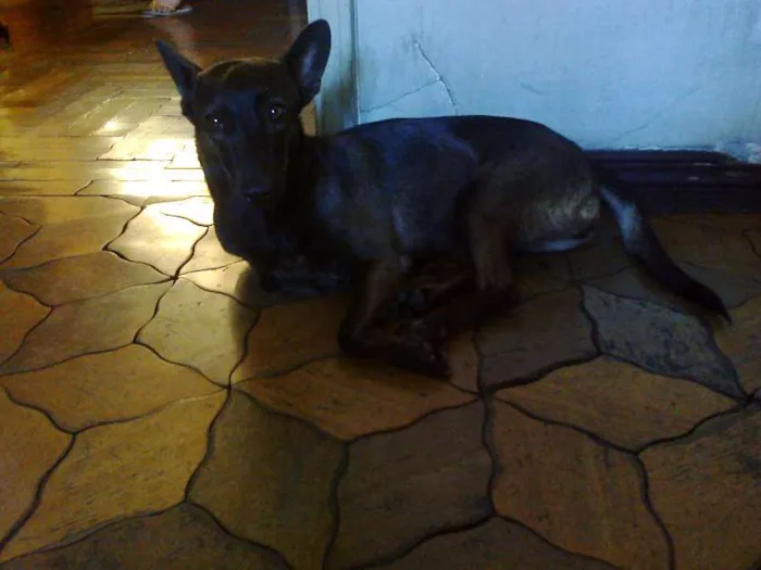 Cachorro ra a RND idade 2 anos nome Beta