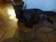 Beta