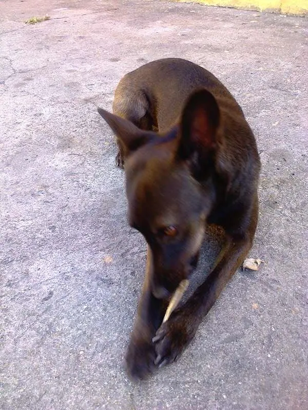 Cachorro ra a RND idade 2 anos nome Beta