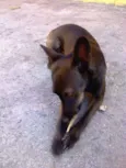 Beta