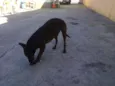 Beta