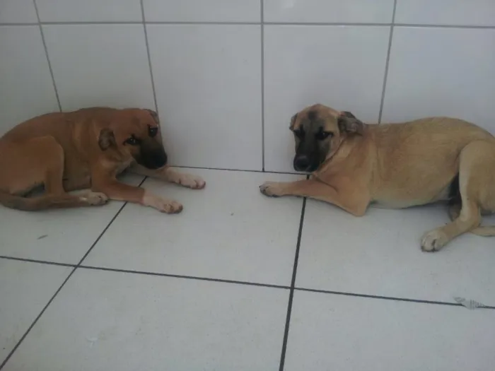 Sandy/ Junior/ golden