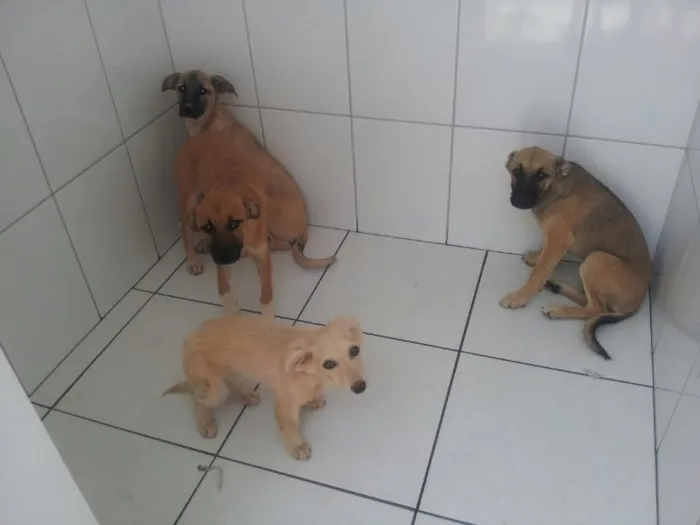 Cachorro raça SRD idade 2 a 6 meses nome Sandy/ Junior/ golden