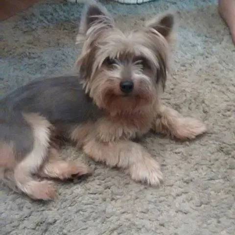 Cachorro ra a Yorkshire idade 1 ano nome YORK 