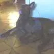 Cachorro raça RND idade 2 anos nome Beta