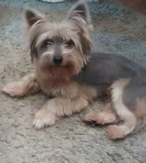Cachorro raça Yorkshire idade 1 ano nome YORK 