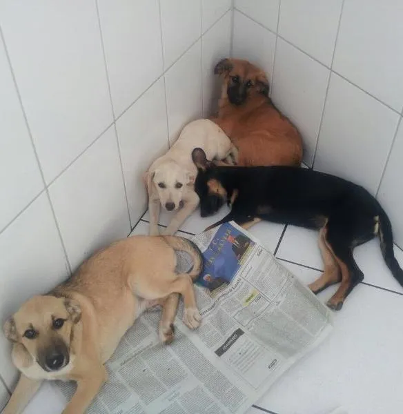 Cachorro raça SRD idade 2 a 6 meses nome Sandy/ Junior/ golden