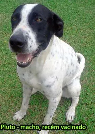 Cachorro ra a Labradora e sem reça idade 6 ou mais anos nome Minnie e Pluto