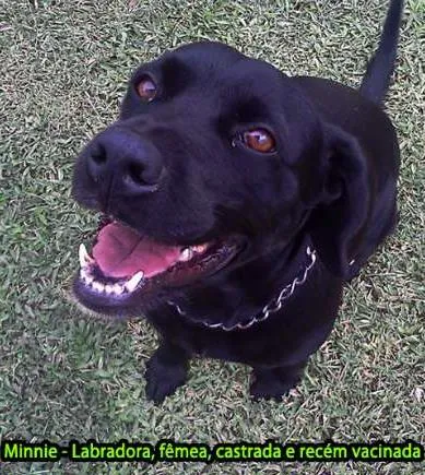 Cachorro ra a Labradora e sem reça idade 6 ou mais anos nome Minnie e Pluto