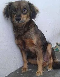 Cachorro raça sem raça definida idade 2 anos nome Marrom