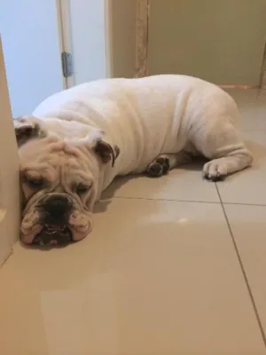 Cachorro raça Bulldog Inglês idade 1 ano nome Teodoro (Teo)
