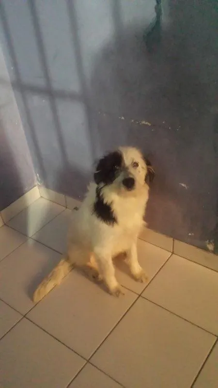 Cachorro ra a Vira lata idade 7 a 11 meses nome Tedy