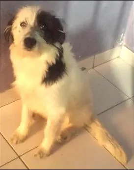 Cachorro raça Vira lata idade 7 a 11 meses nome Tedy