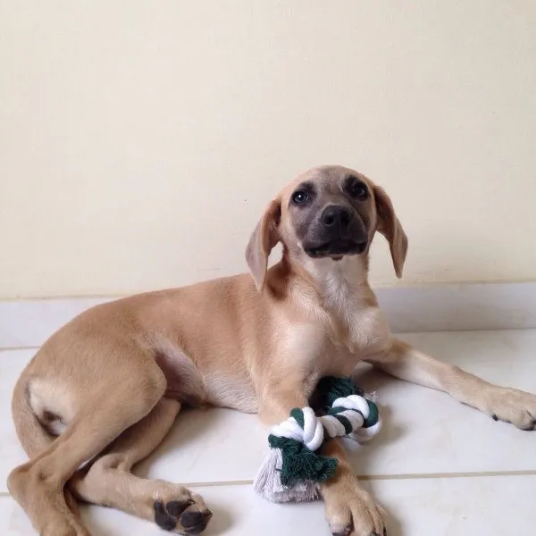 Cachorro ra a SRD idade 2 a 6 meses nome Amendoim