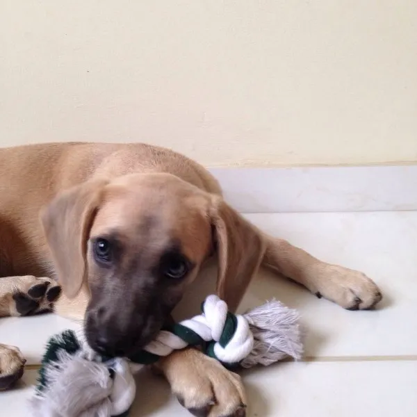 Cachorro ra a SRD idade 2 a 6 meses nome Amendoim