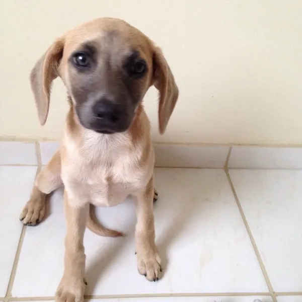 Cachorro ra a SRD idade 2 a 6 meses nome Amendoim