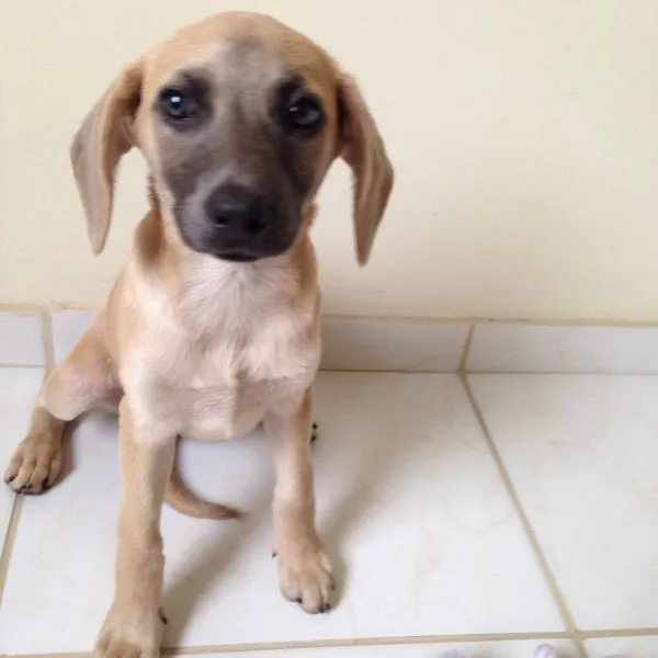 Cachorro ra a SRD idade 2 a 6 meses nome Amendoim